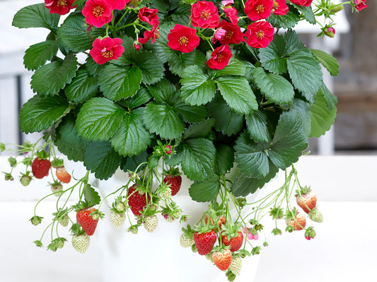 Strawberry Summer Breeze Rose