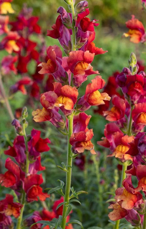 Antirrhinum Copper Queen
