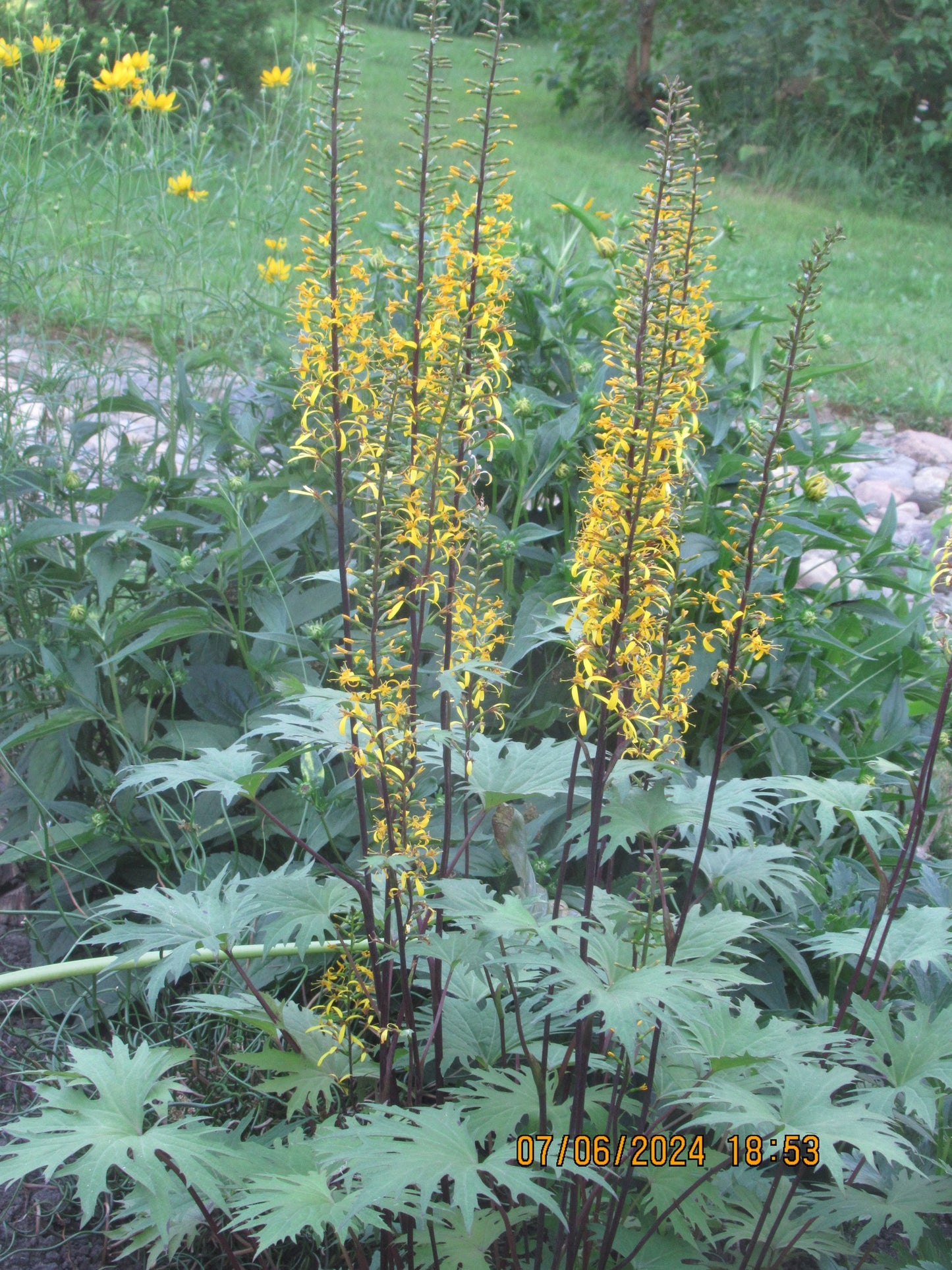 Ligularia prezwalskii