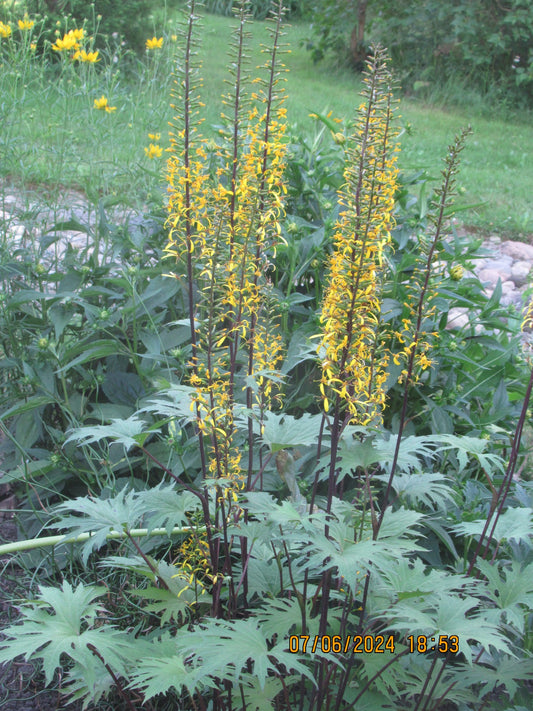 Ligularia prezwalskii