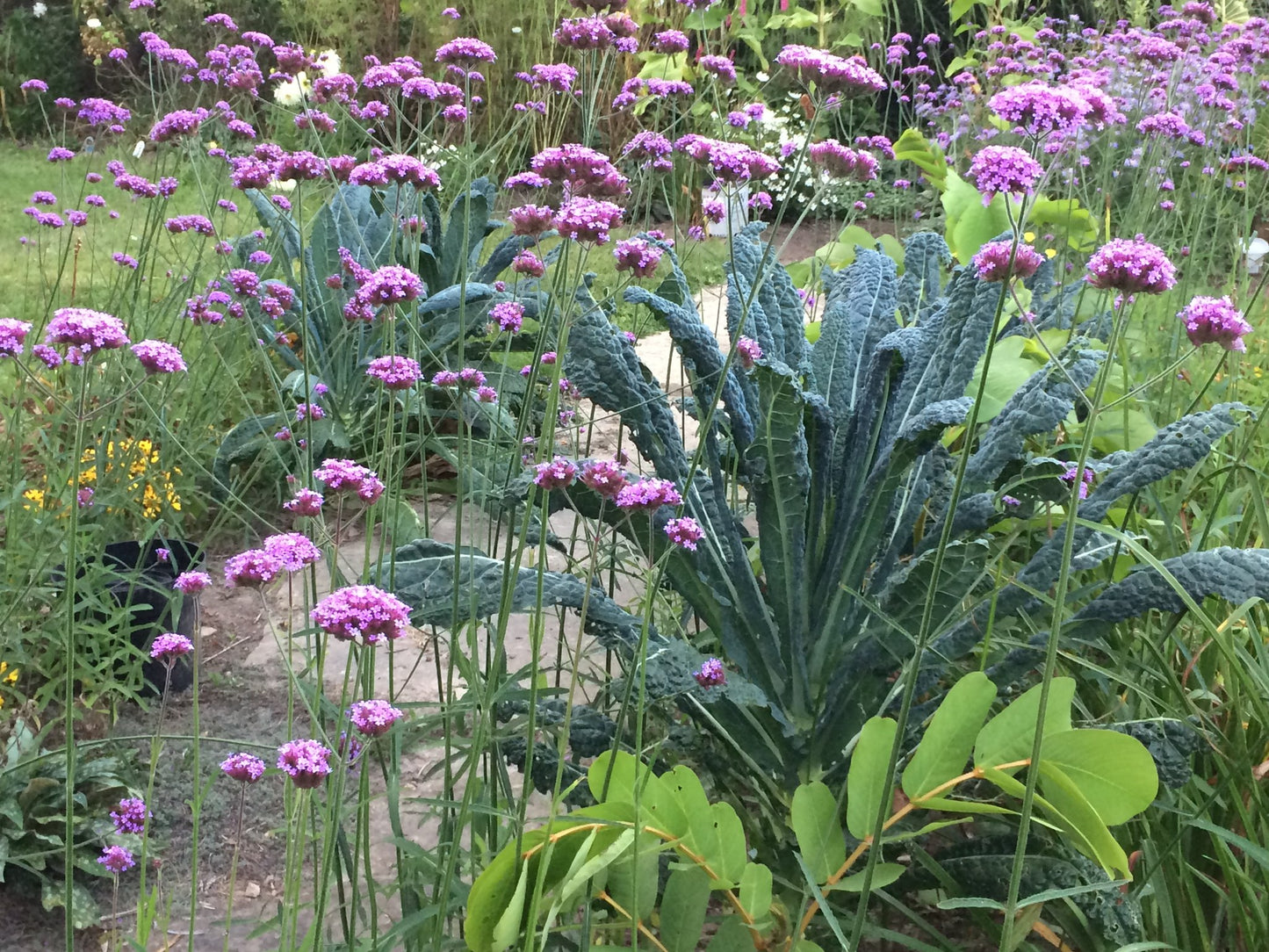 Verbena bonariensis