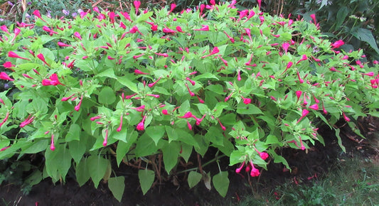 Mirabilis Limelight