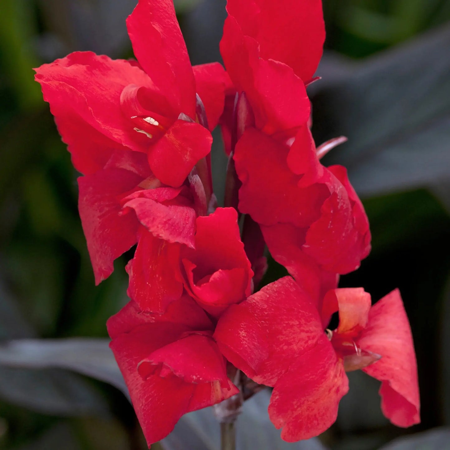 Canna Cannova Bronze Scarlet - Mason House Garden