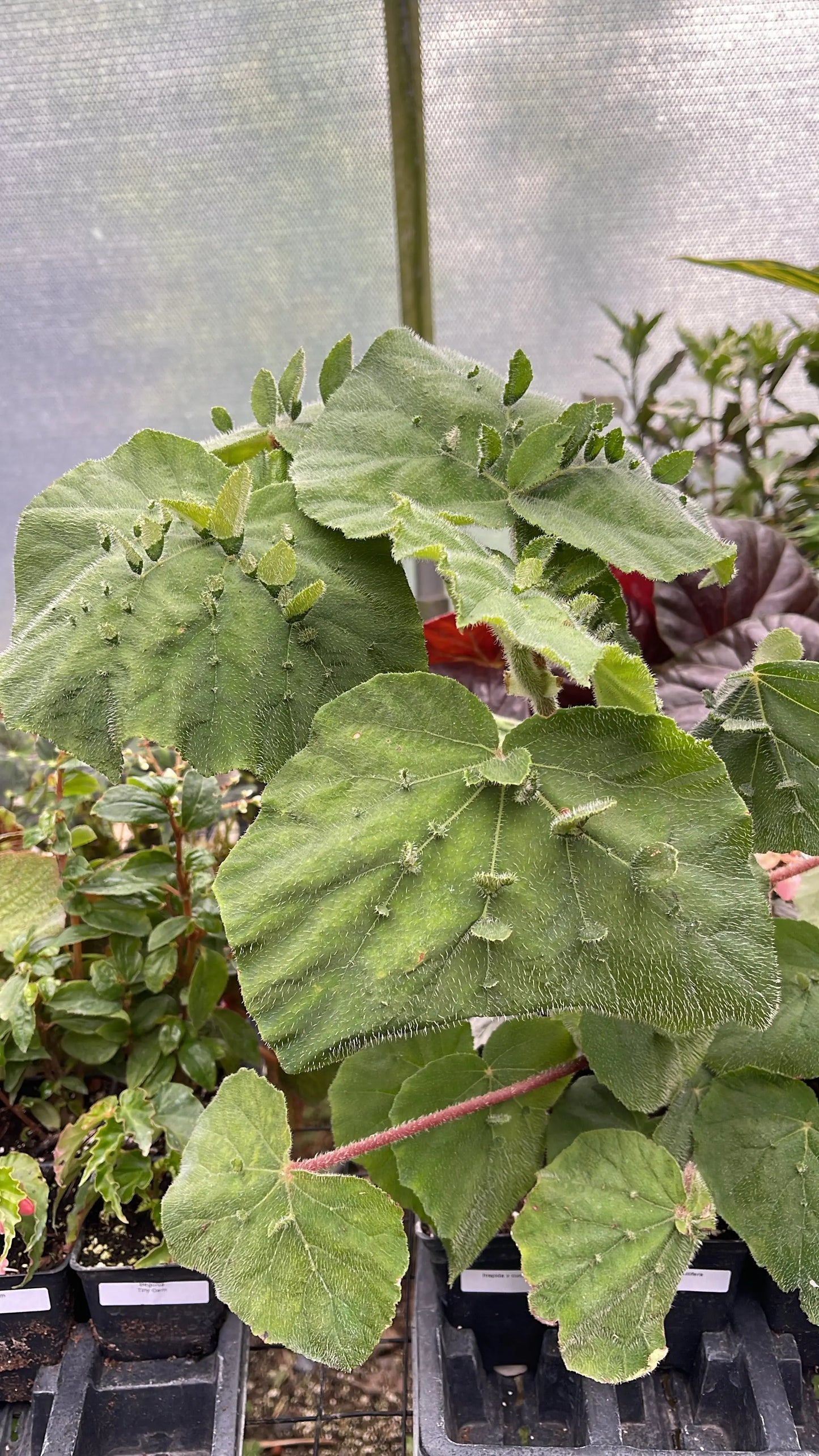 Begonia hispida v cucullifera - Mason House Garden