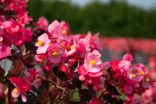 Begonia Stonehedge Rose Bronze Leaf