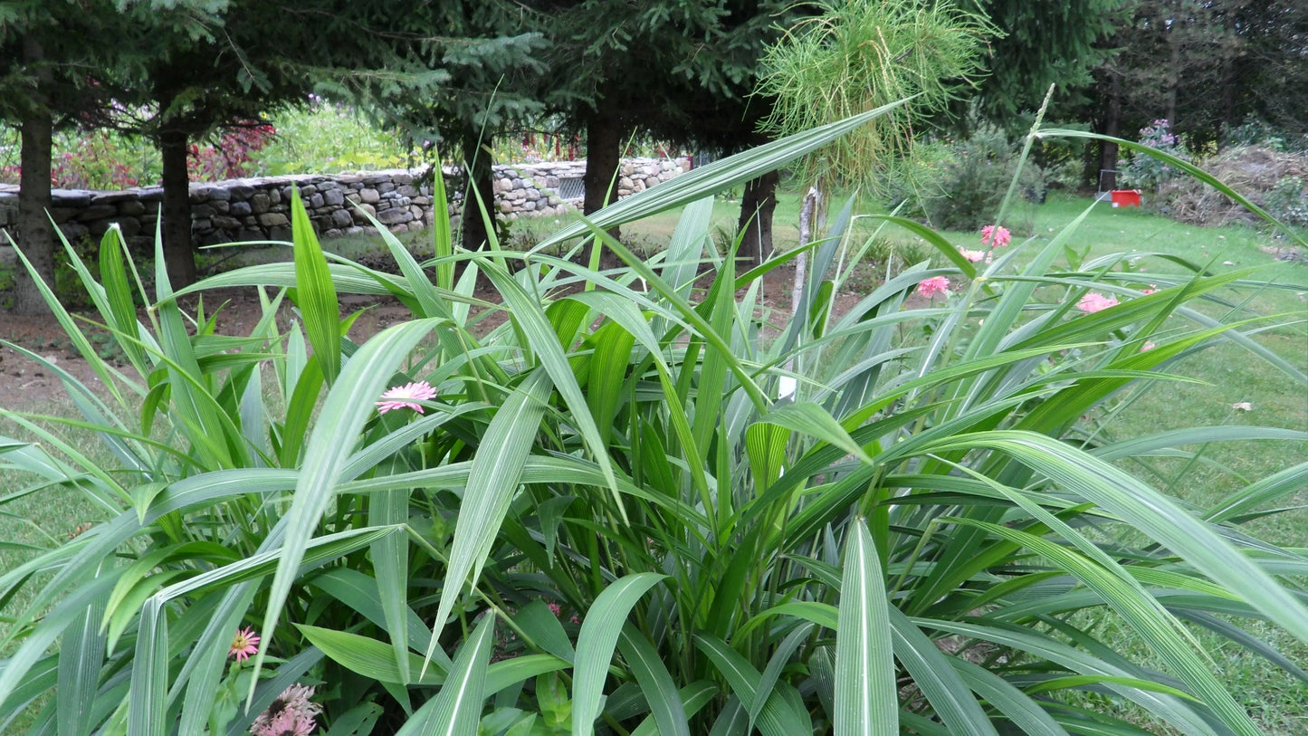 Setaria palmifolia - Mason House Garden