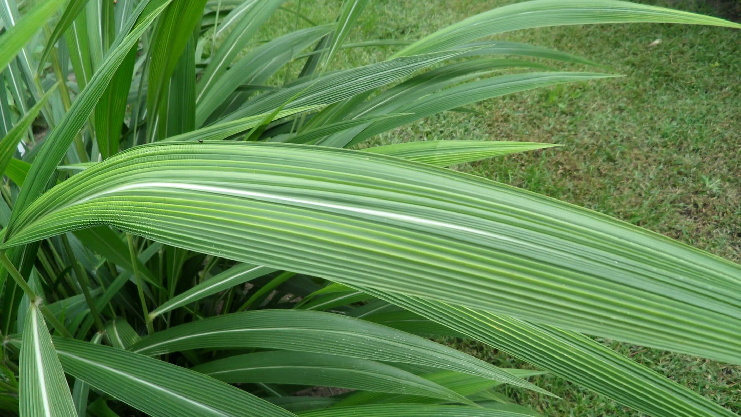 Setaria palmifolia