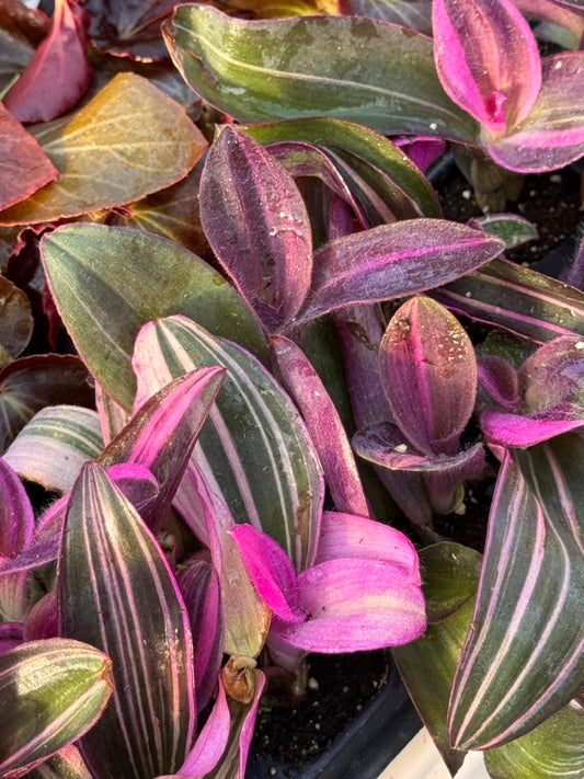 Tradescantia pallida Pink Stripes