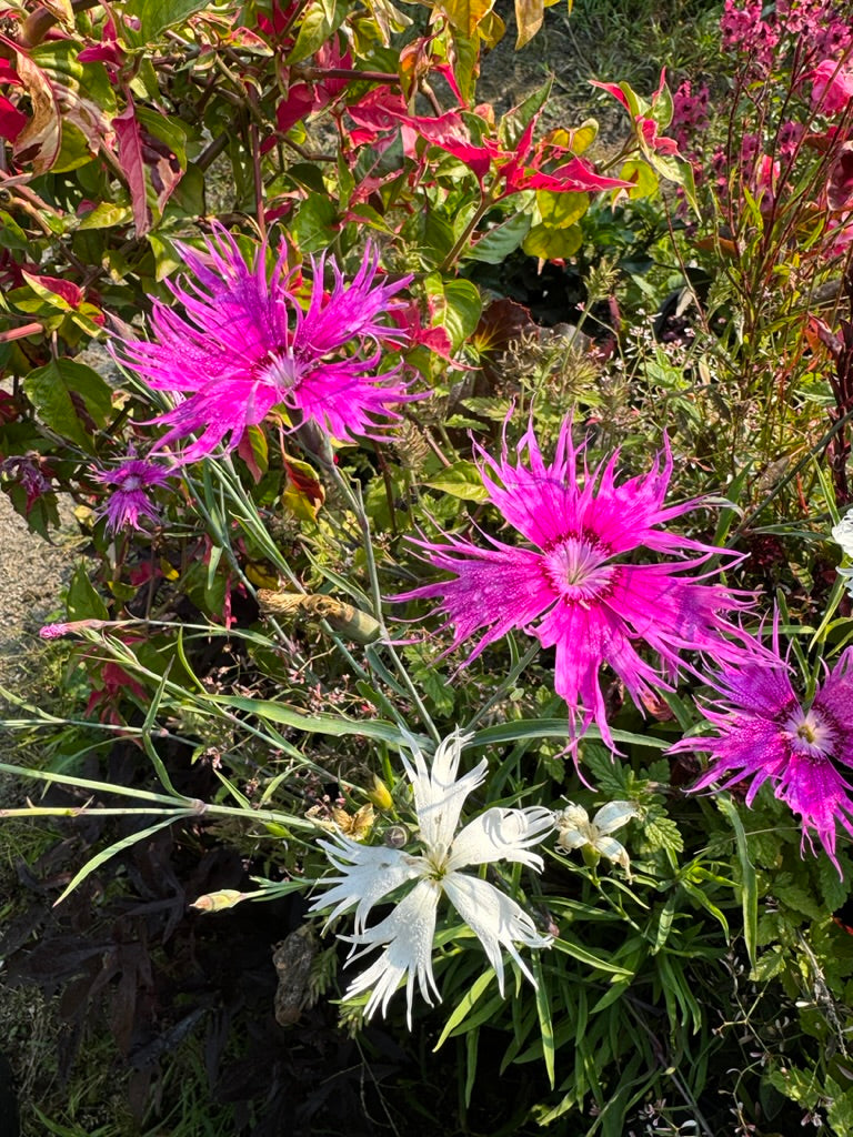 Dianthus superbus Spooky Mix