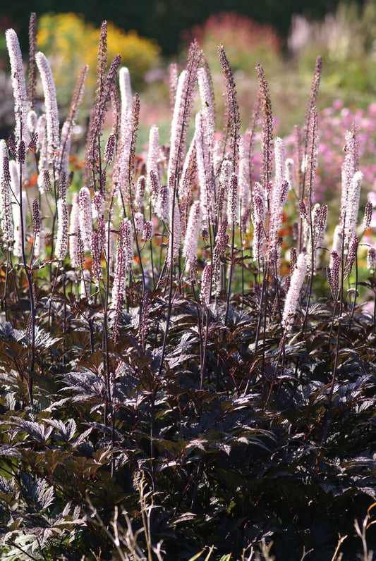 Actaea Hillside Black Beauty