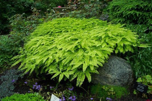 Adiantum pedatum