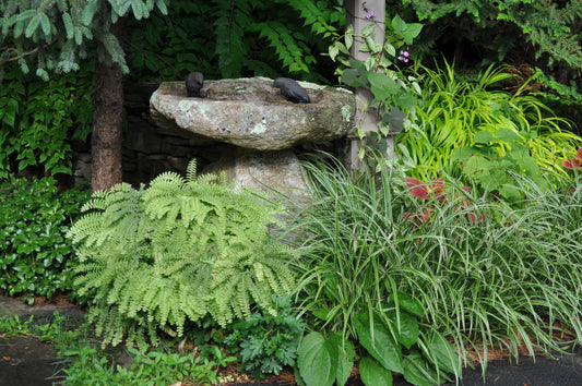 Adiantum pedatum