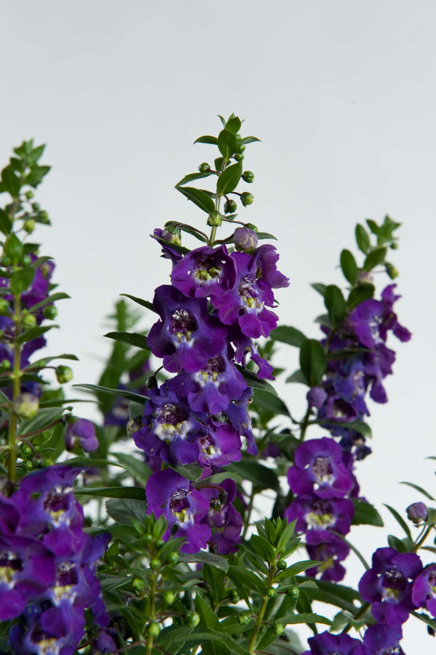 Angelonia Alonia Big Blue