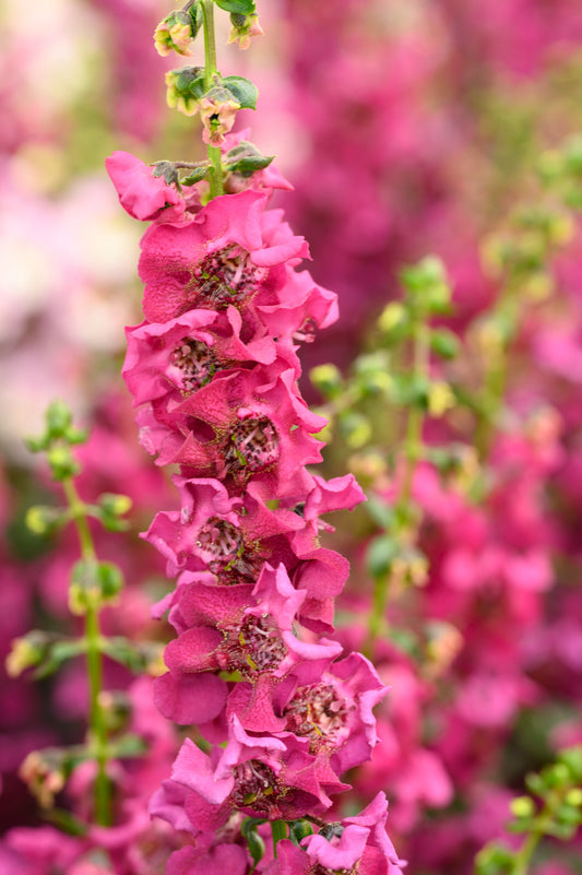 Angelonia Alonia Big Dark Pink