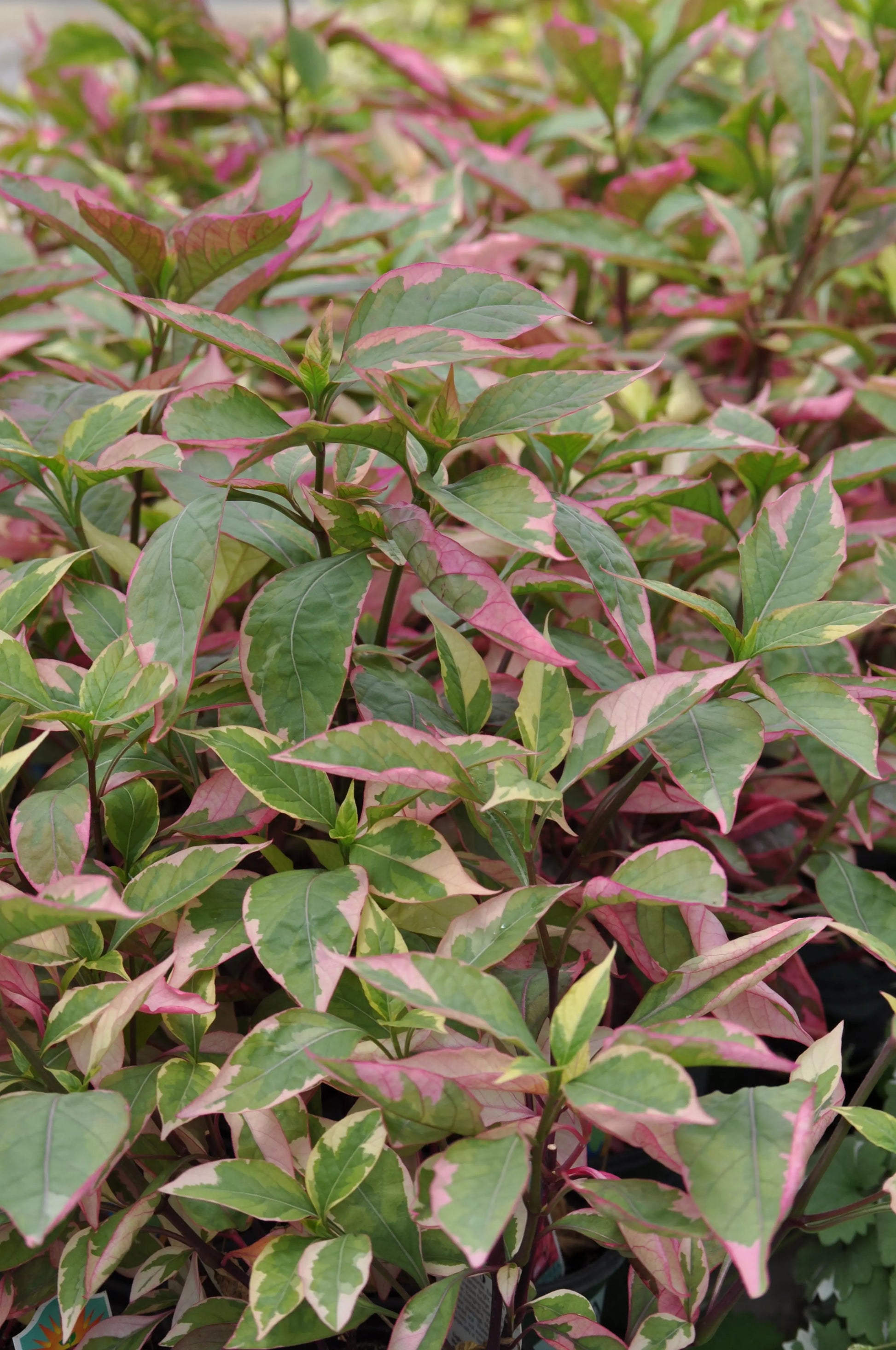 Alternanthera Brazilian Red Hots - Mason House Garden