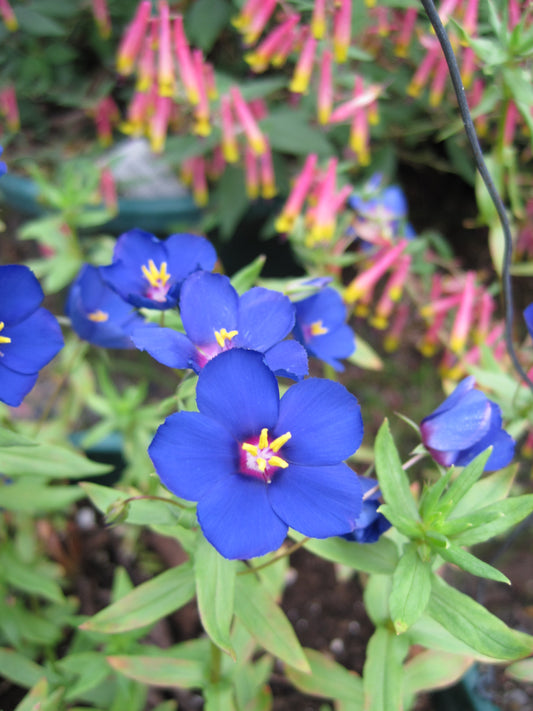 Anagallis monellii