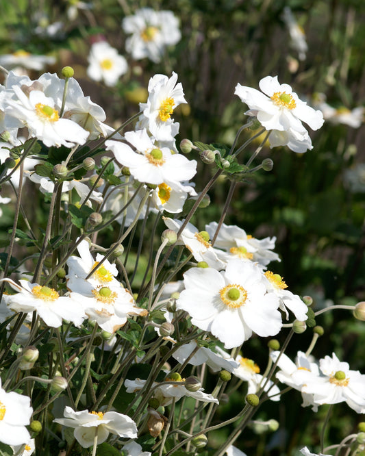 Anemone Honorine Jobert
