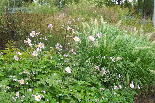 Anemone tomentosa Robustissima