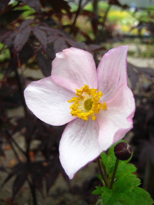 Anemone tomentosa Robustissima