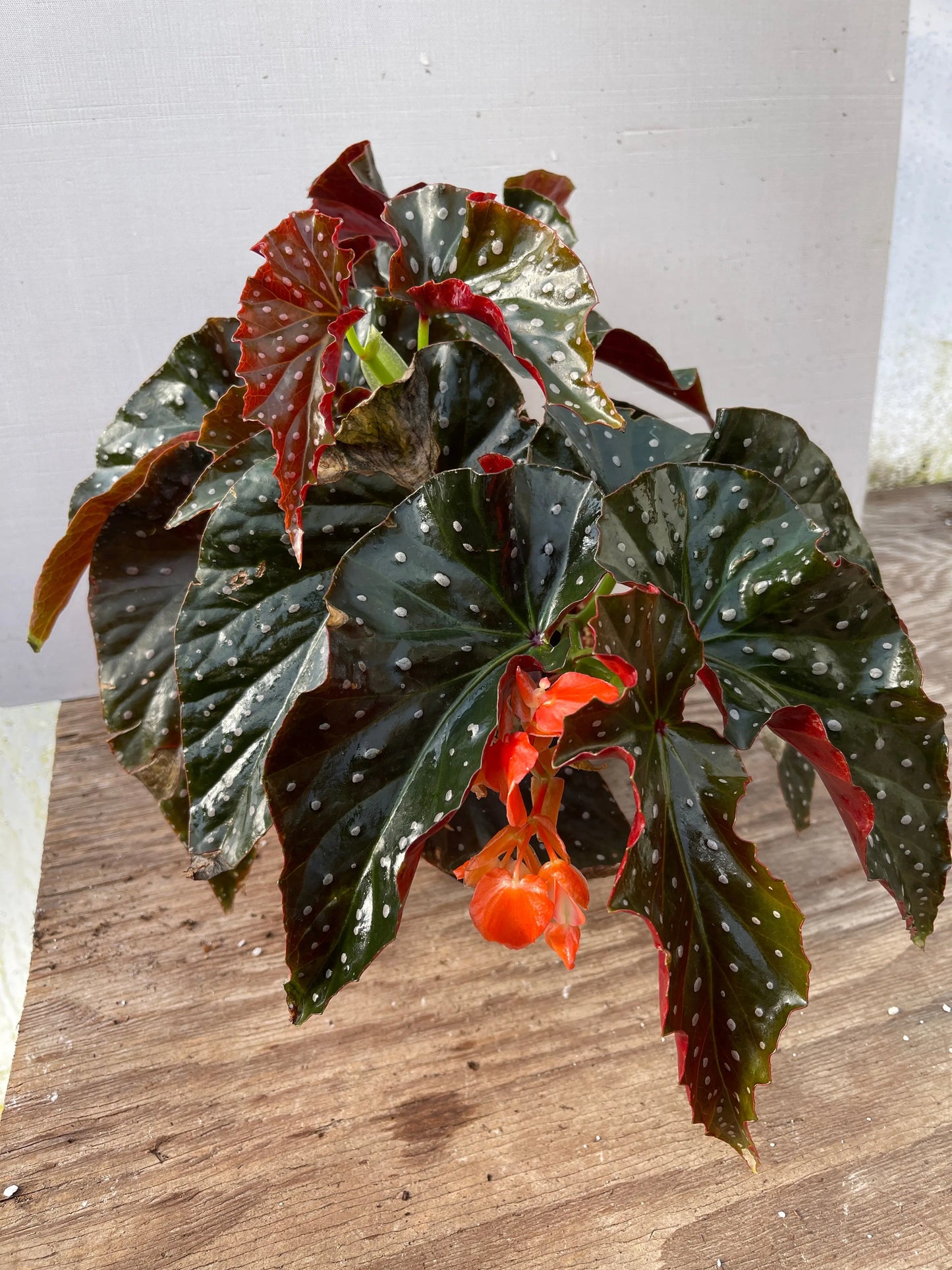 Begonia Harmony's Aurora - Mason House Garden