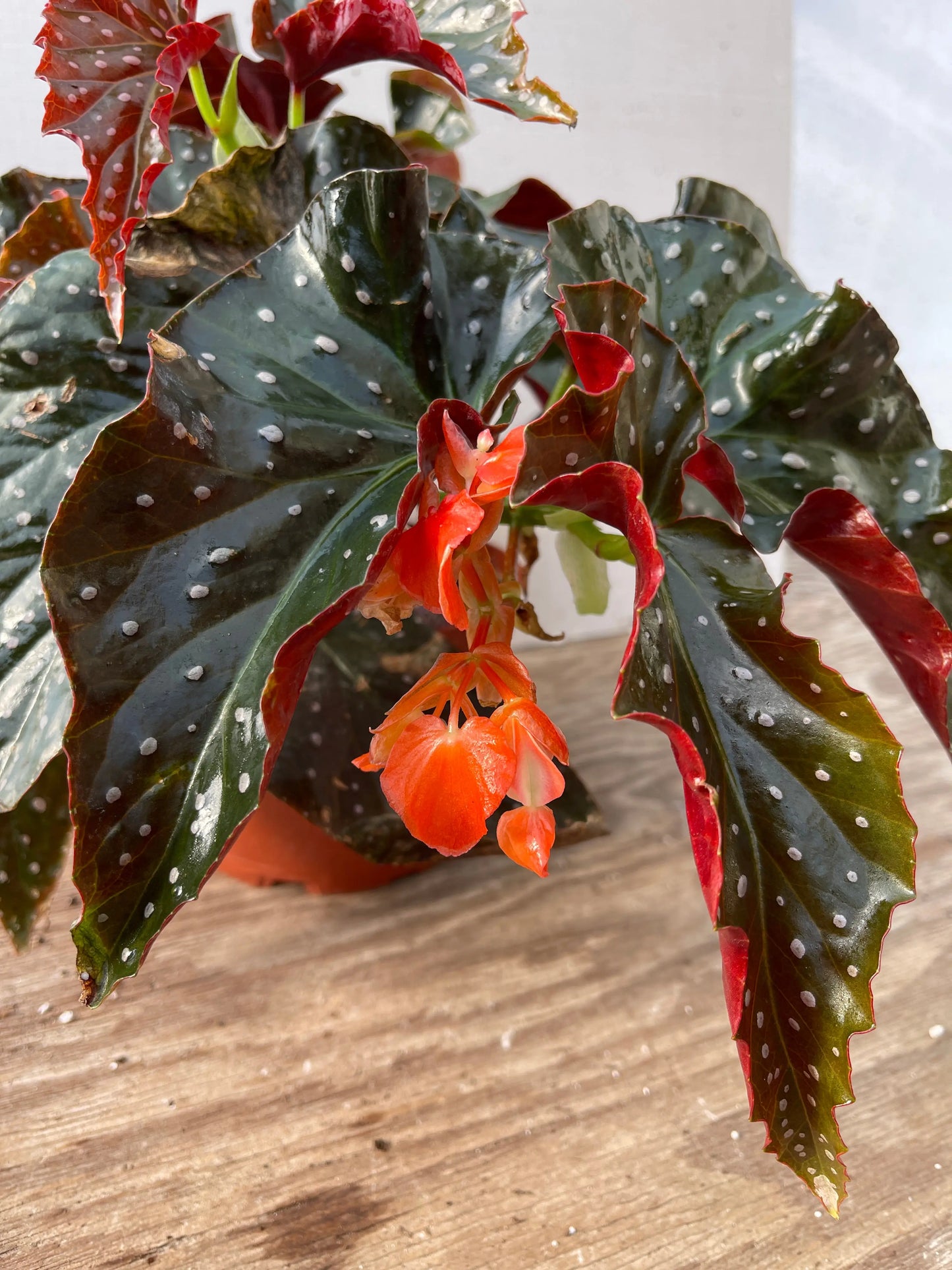 Begonia Harmony's Aurora - Mason House Garden