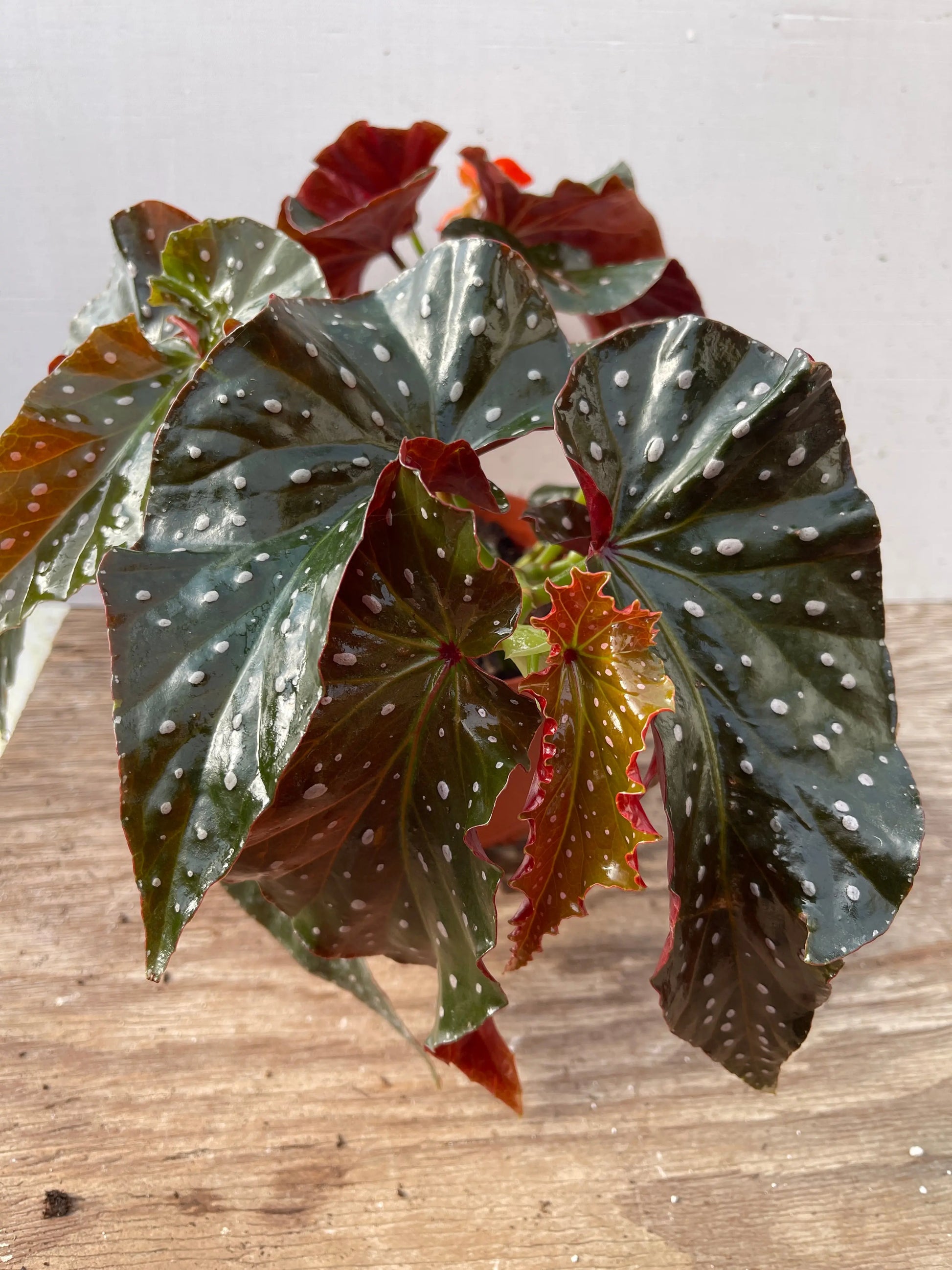 Begonia Harmony's Fireball - Mason House Garden