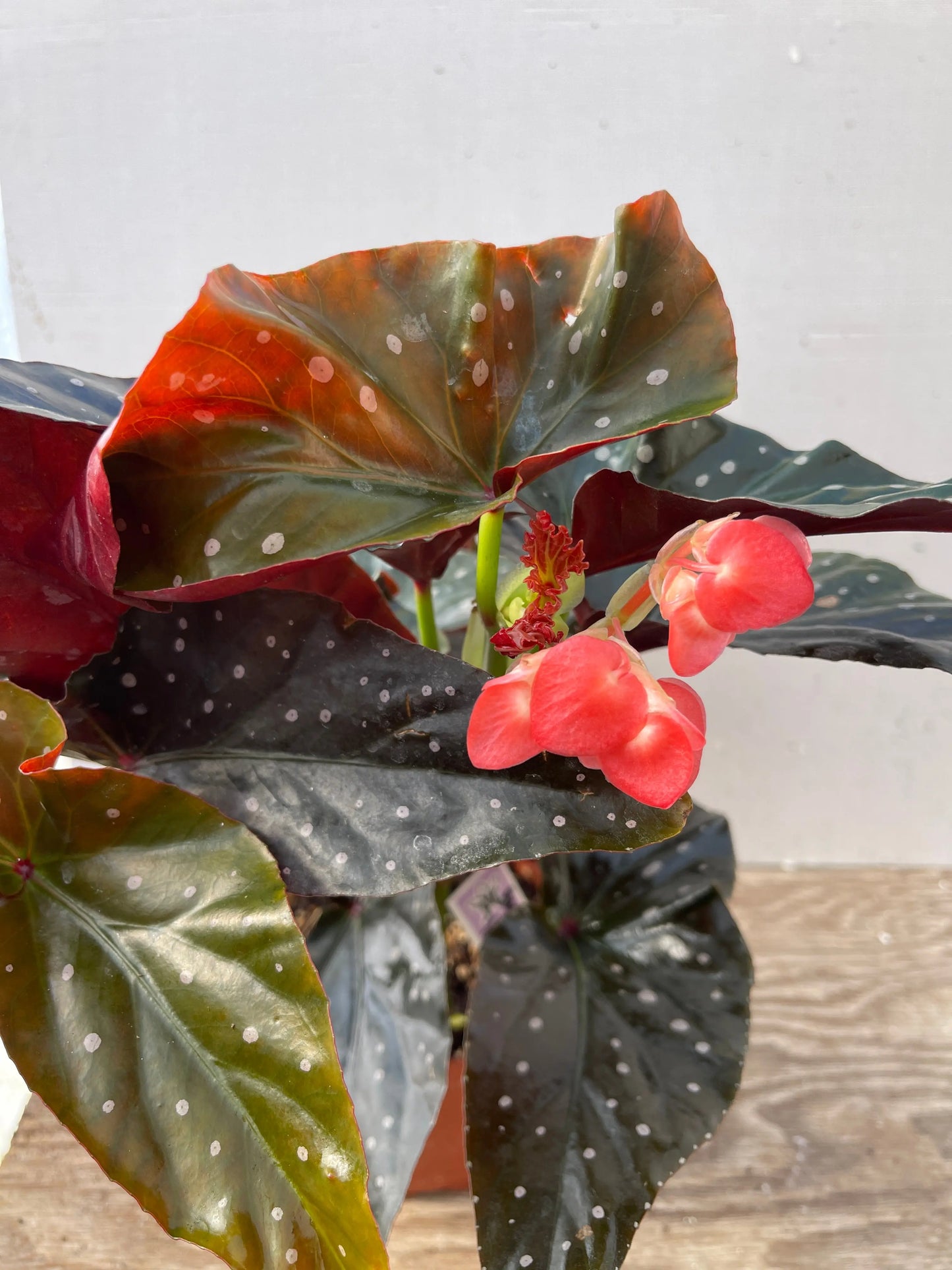 Begonia Harmony's Fireball - Mason House Garden