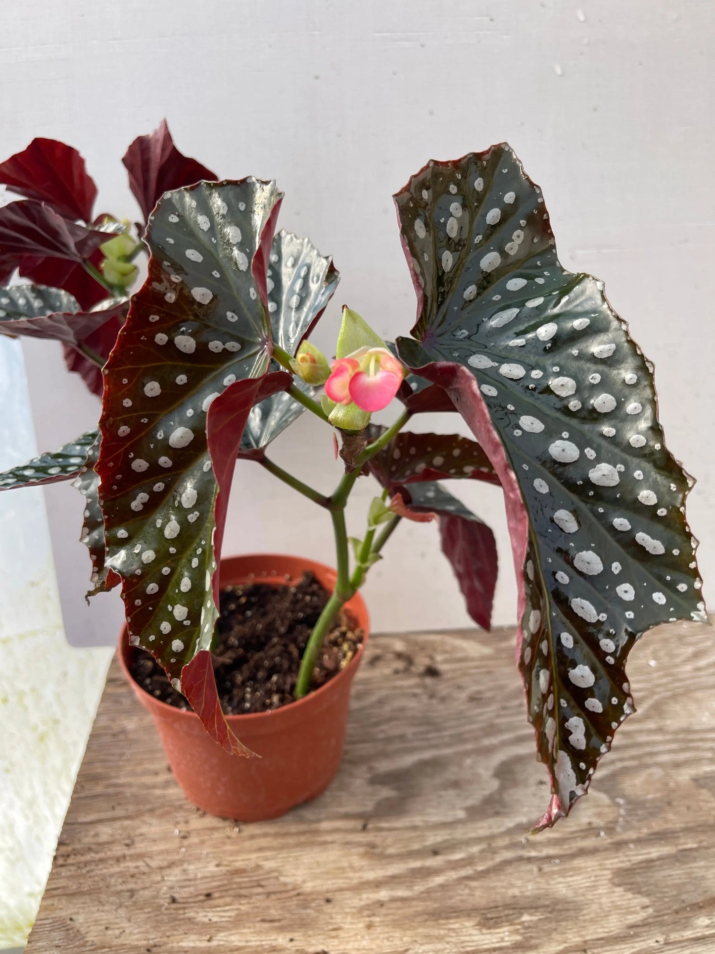 Begonia Harmony's Fury - Mason House Garden