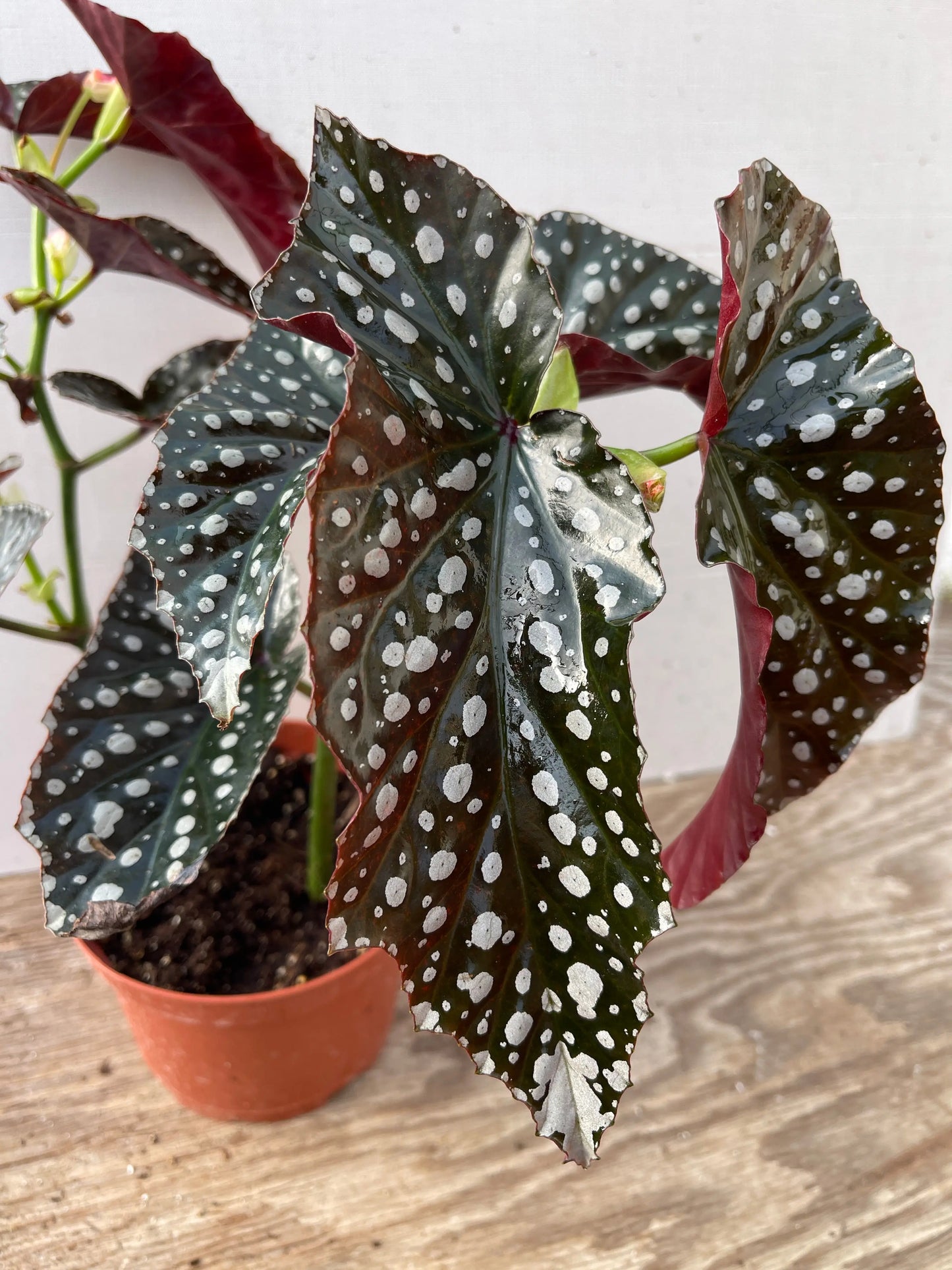 Begonia Harmony's Fury - Mason House Garden