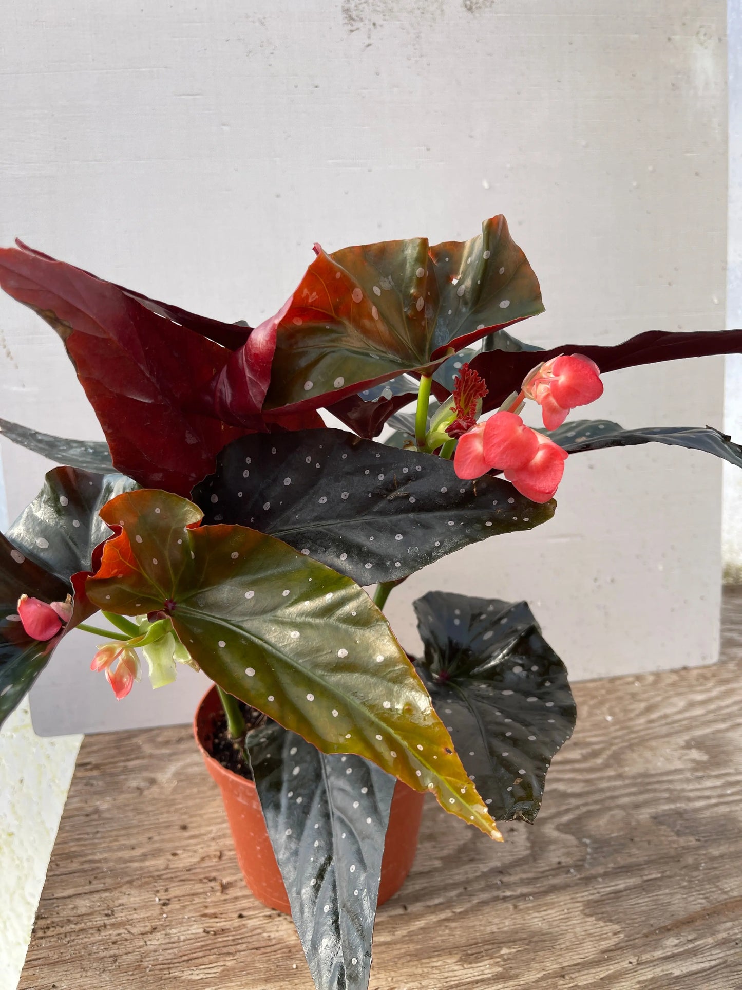 Begonia Harmony's Ingenue - Mason House Garden