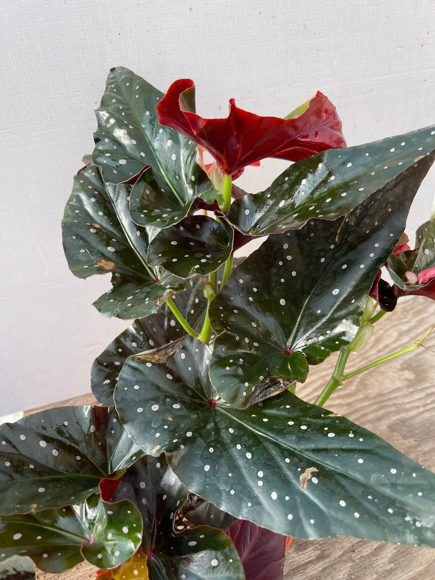 Begonia Harmony's Ingenue - Mason House Garden