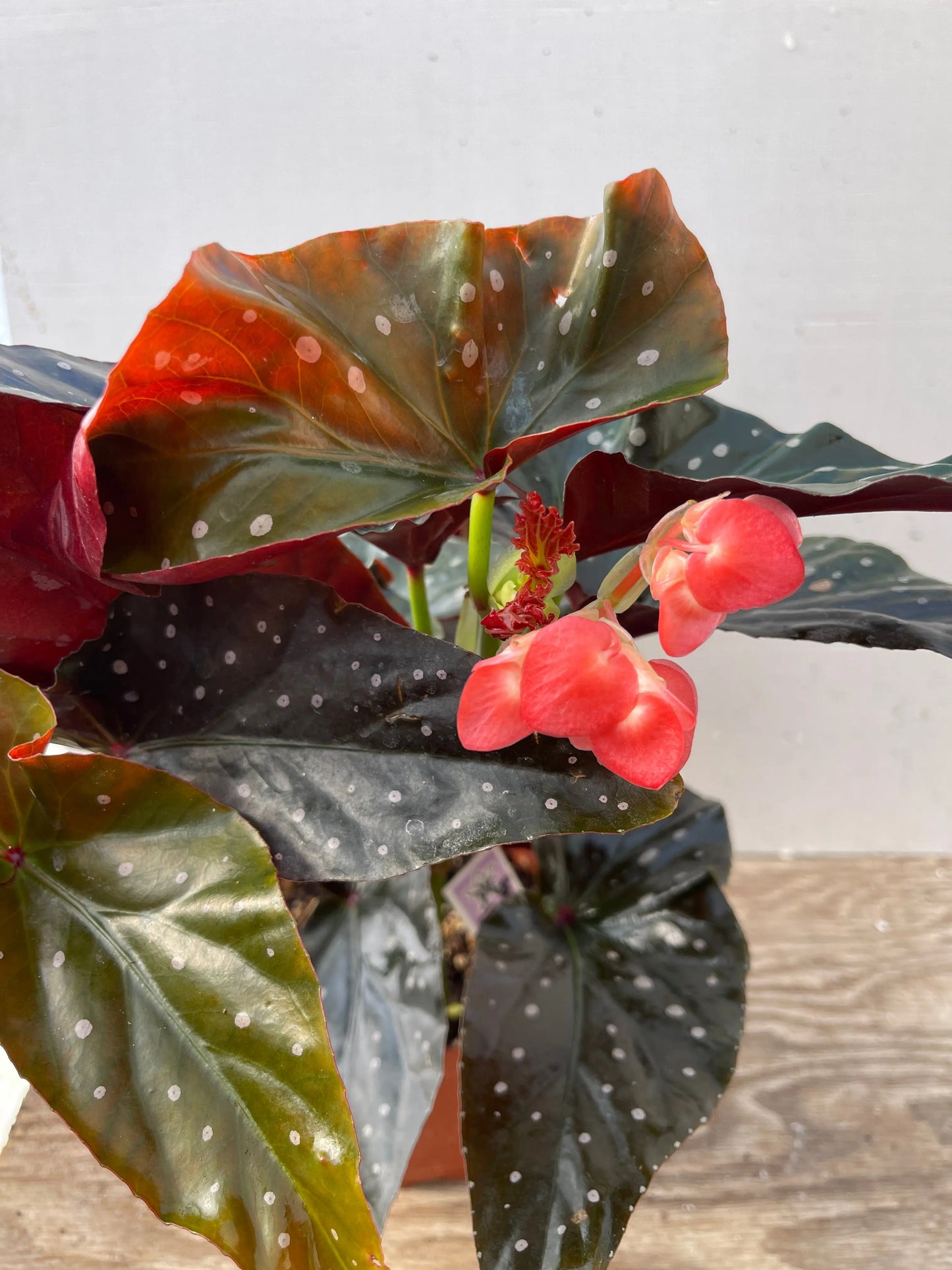 Begonia Harmony's Ingenue - Mason House Garden