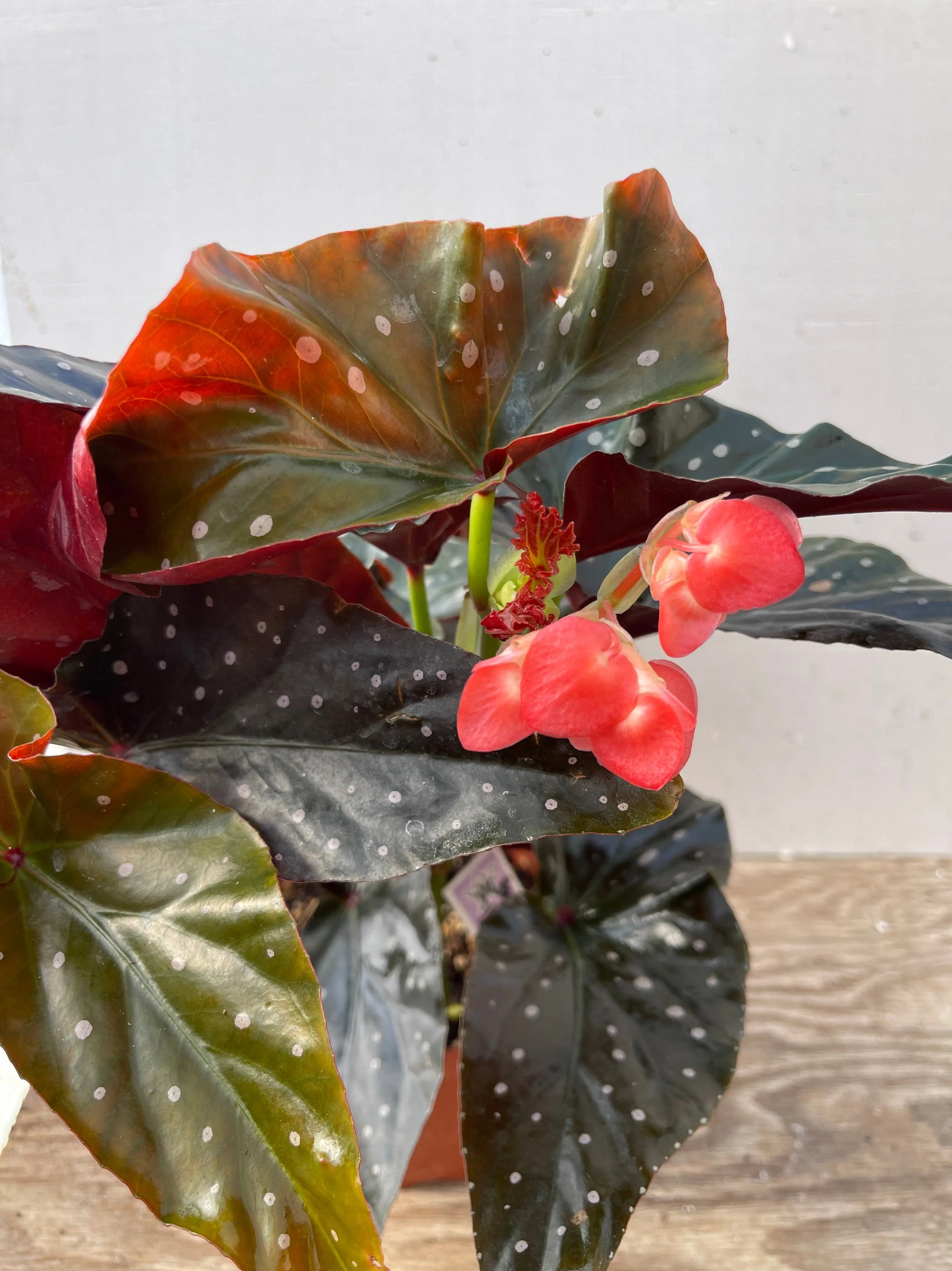 Begonia Harmony's Ingenue - Mason House Garden