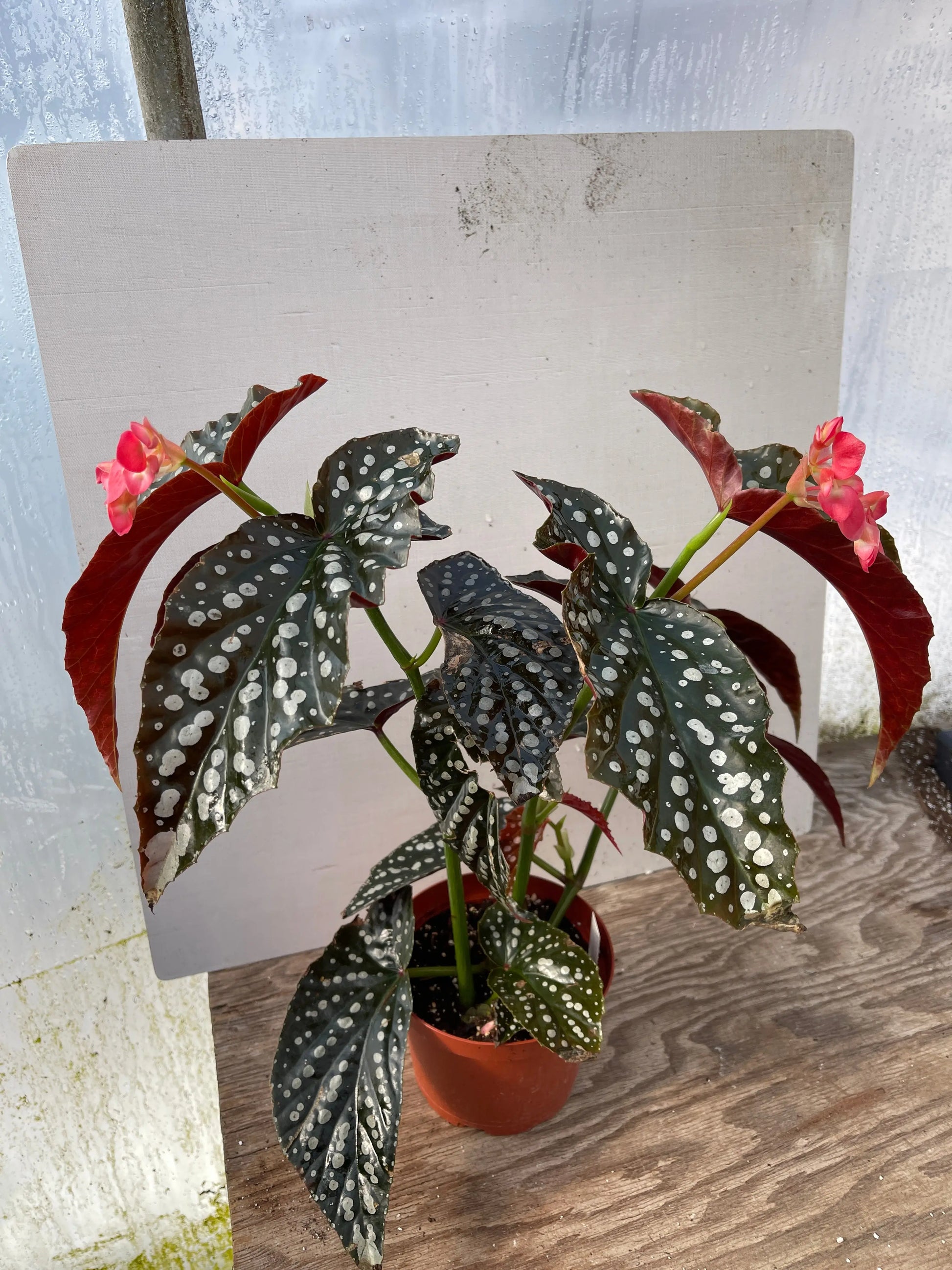 Begonia Harmony's Prophecy - Mason House Garden