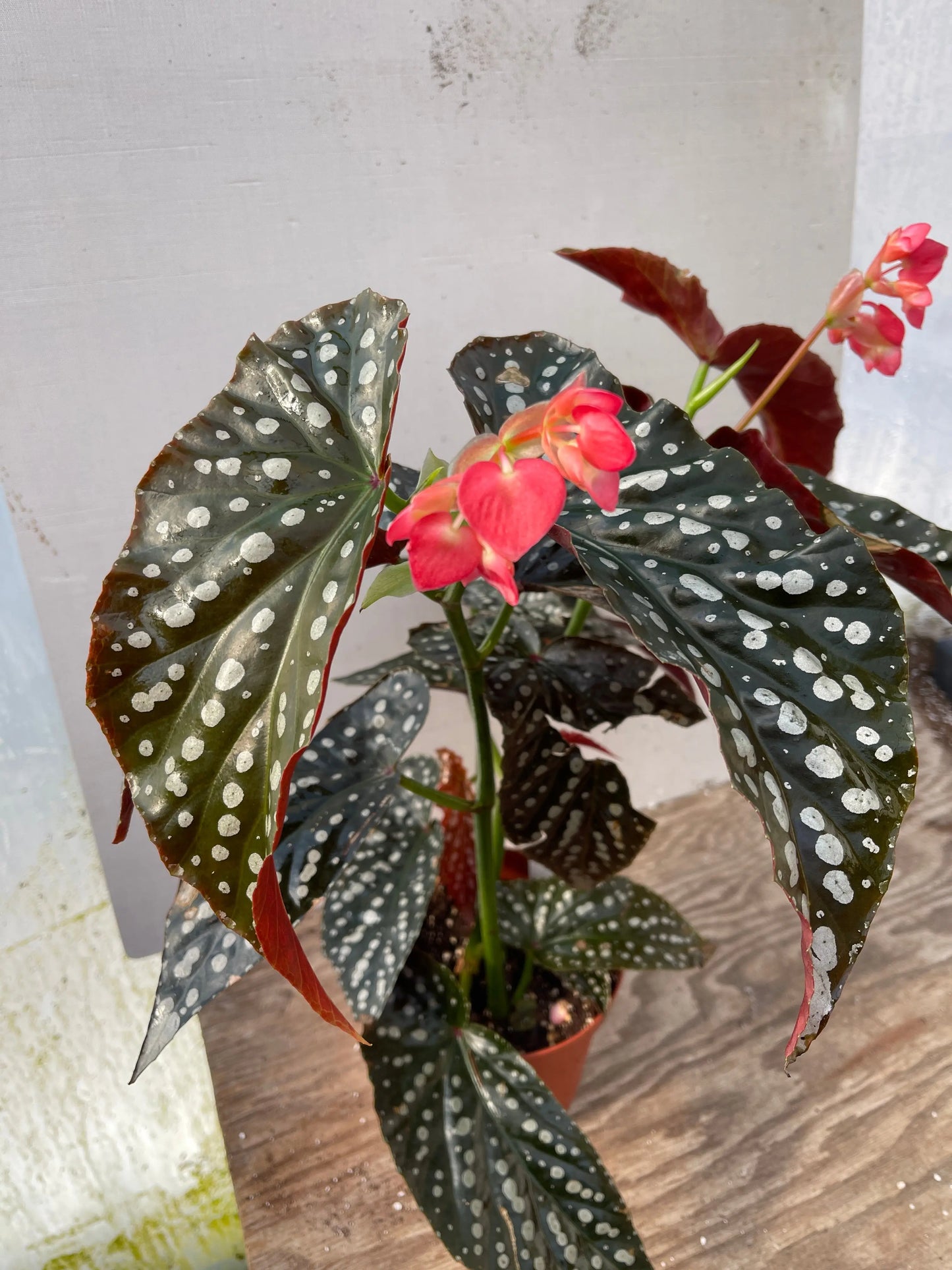 Begonia Harmony's Prophecy - Mason House Garden