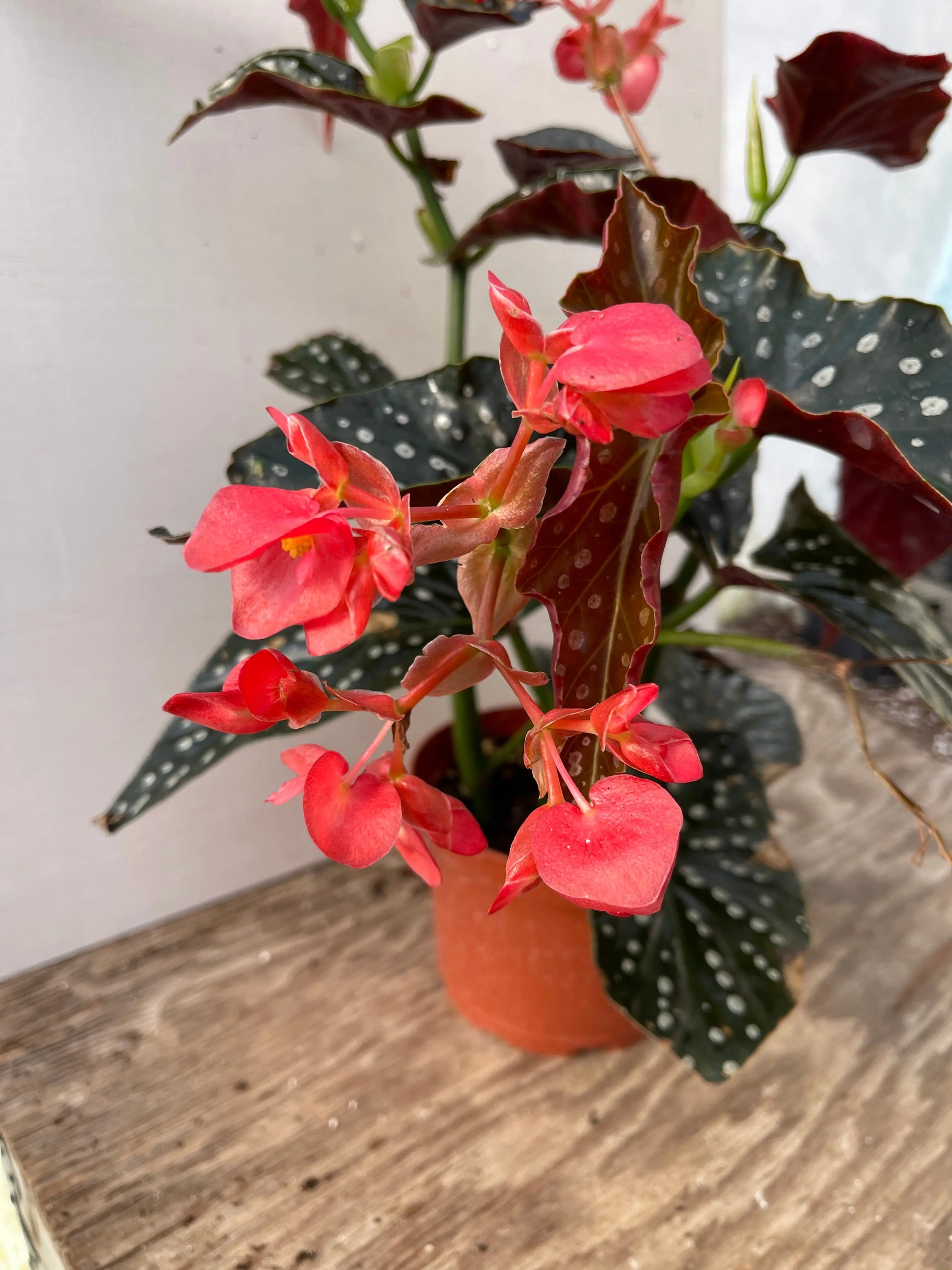 Begonia Harmony's Serenity - Mason House Garden