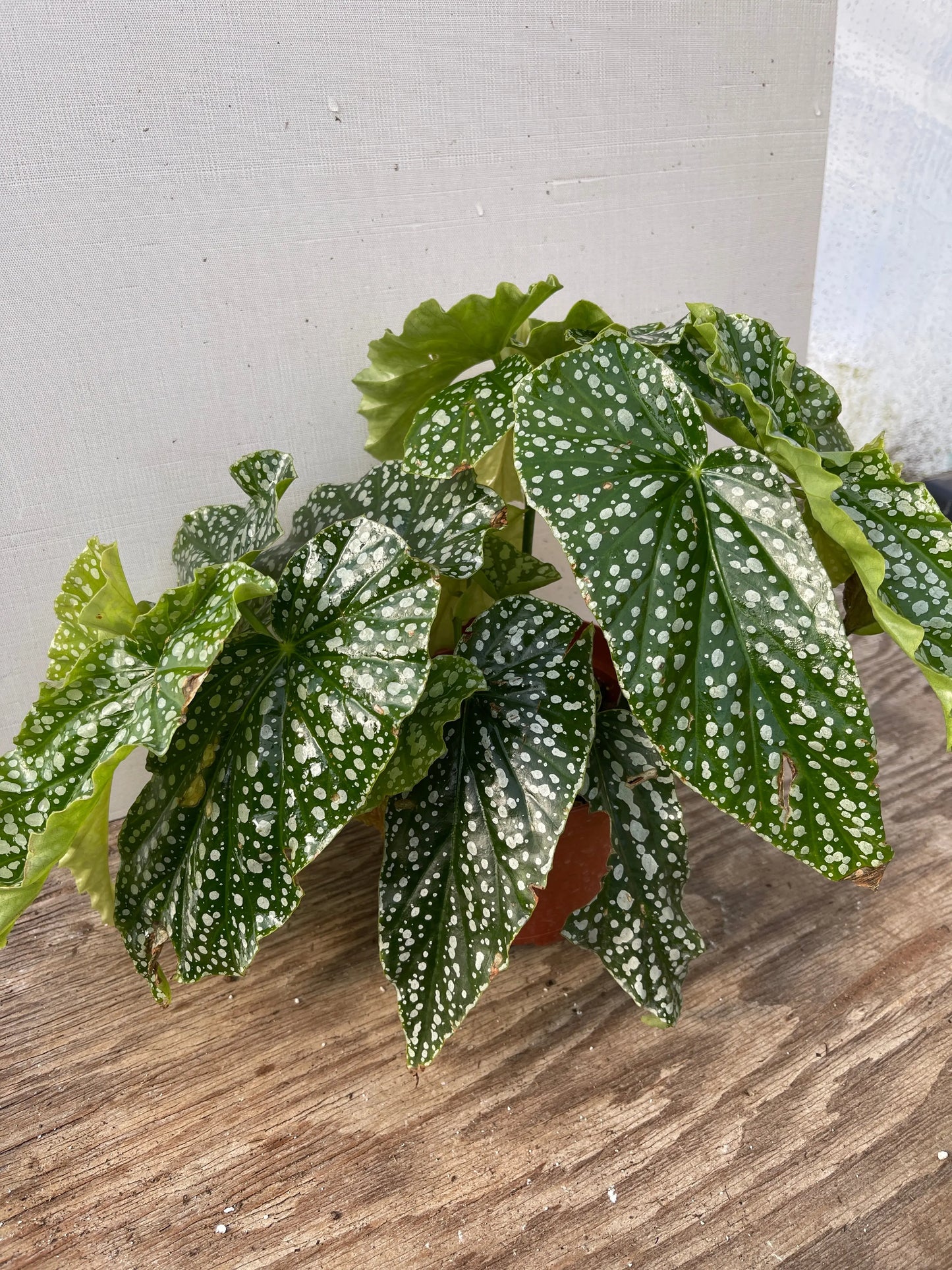 Begonia Harmony's White Ice - Mason House Garden