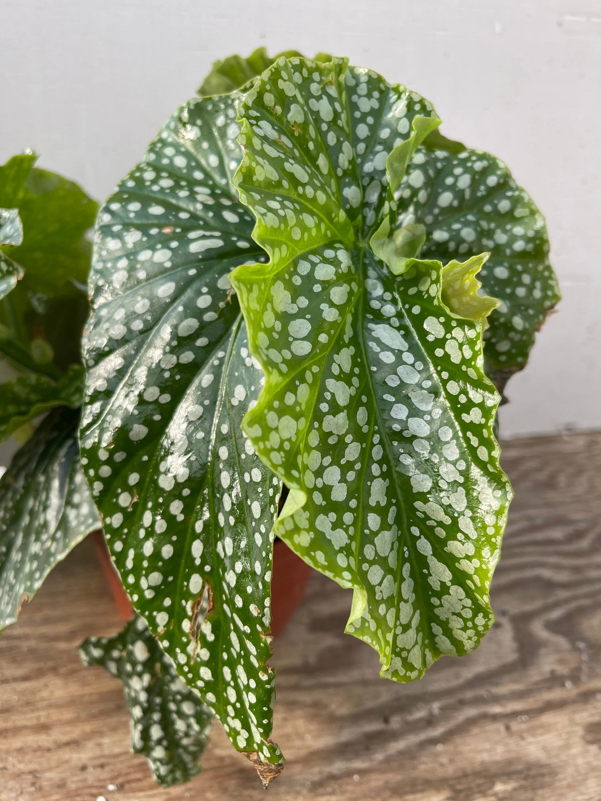 Begonia Harmony's White Ice - Mason House Garden