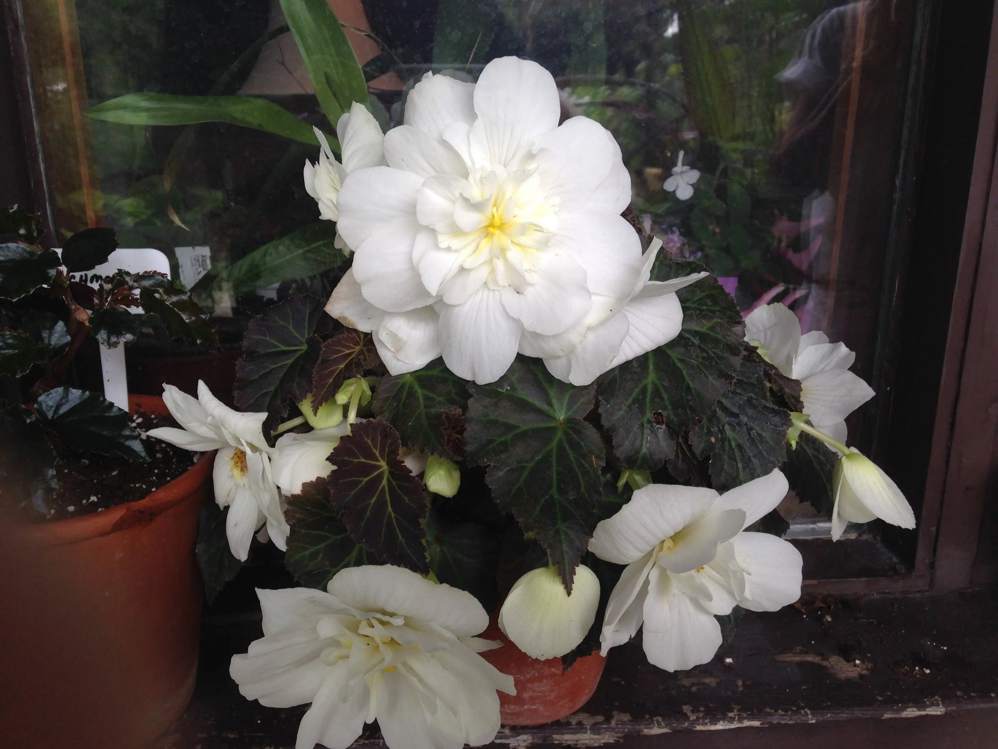 Begonia Joy Mocca White - Mason House Garden