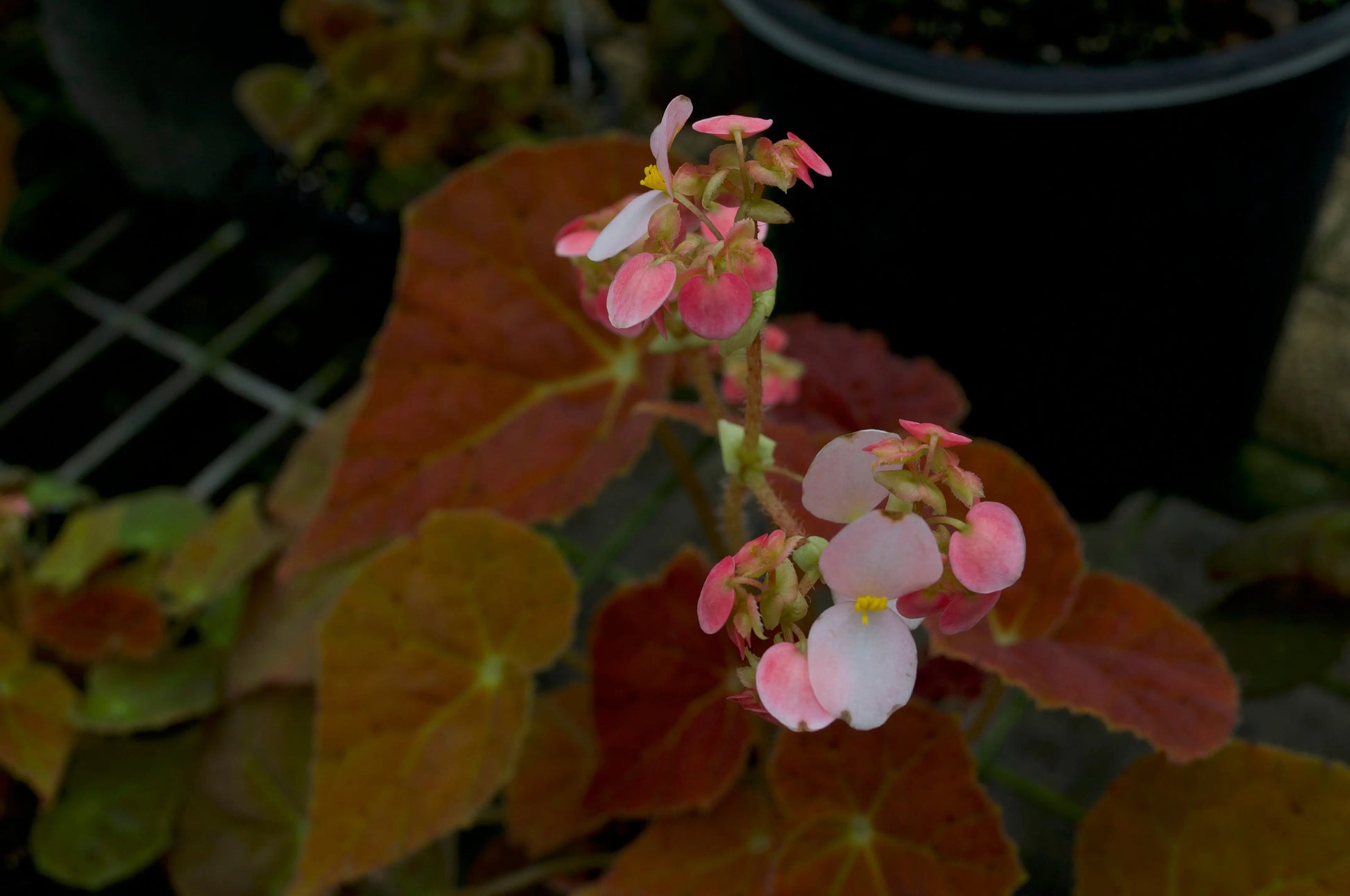 Begonia Autumn Embers - Mason House Garden