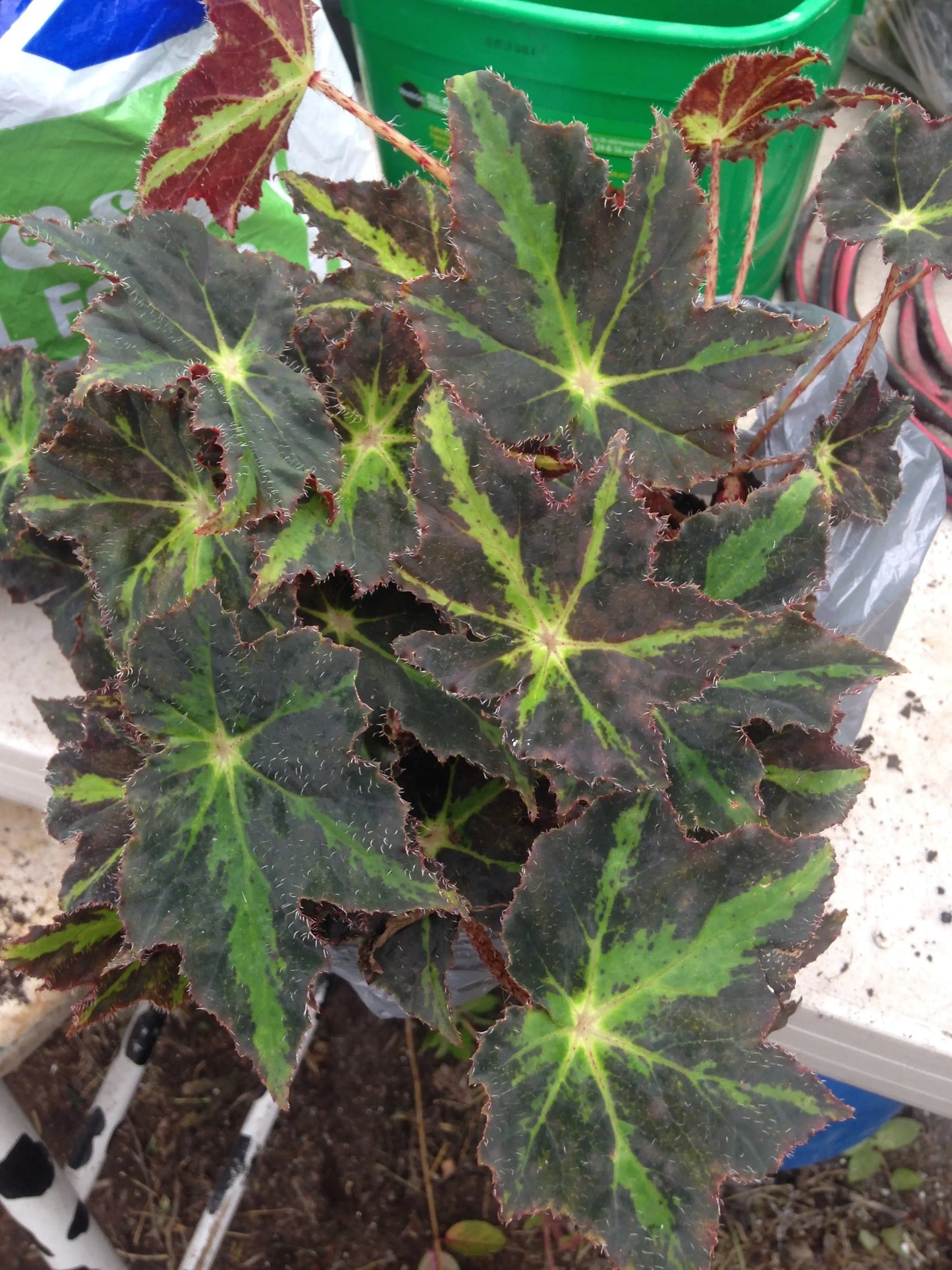 Begonia Beatrice Haddrell - Mason House Garden