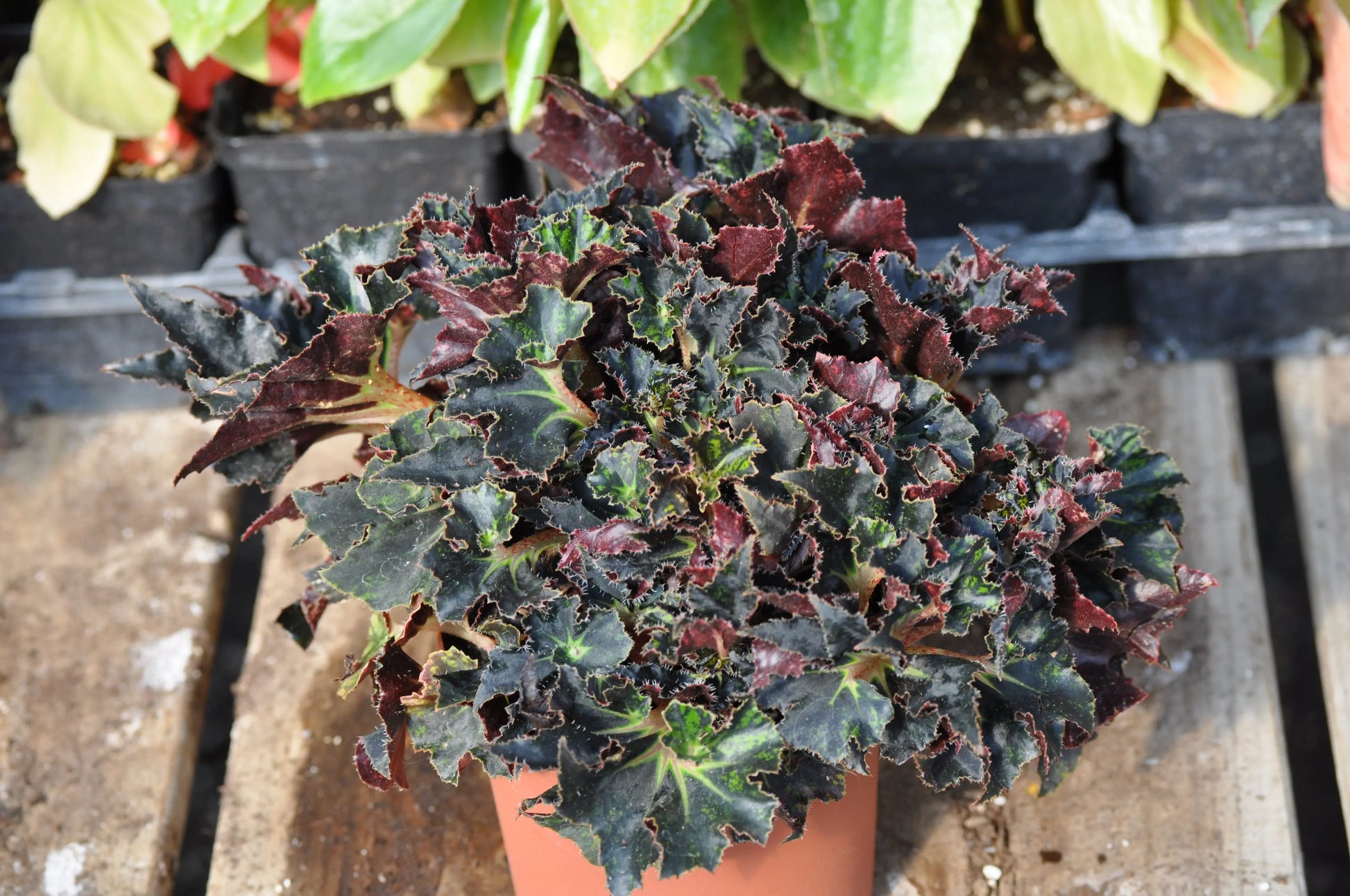 Begonia Black Fancy - Mason House Garden