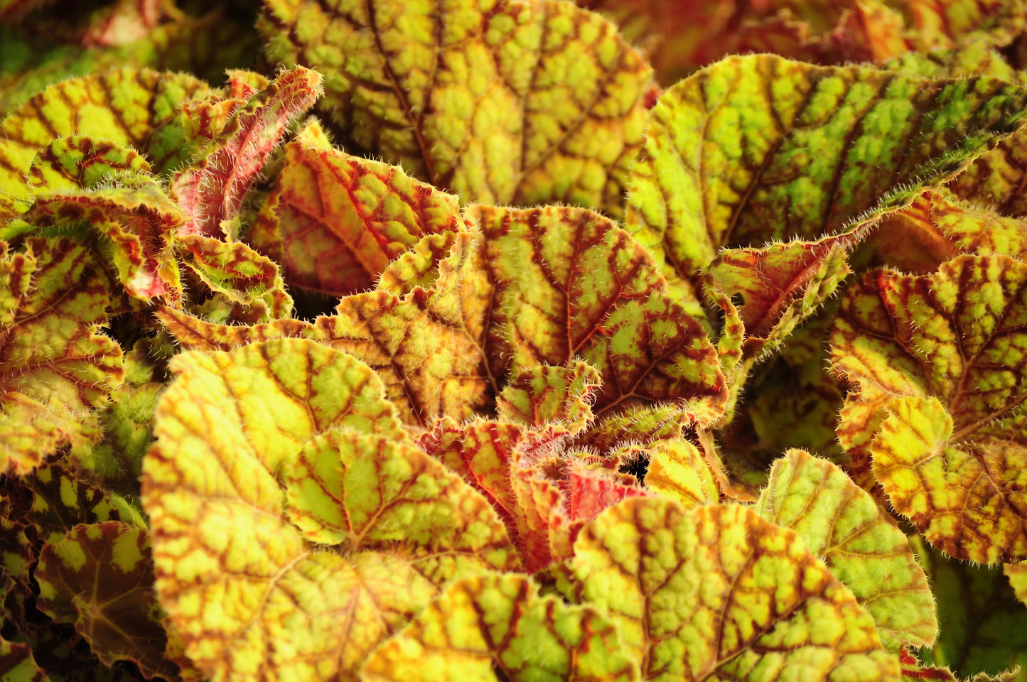 Begonia Cowardly Lion - Mason House Garden