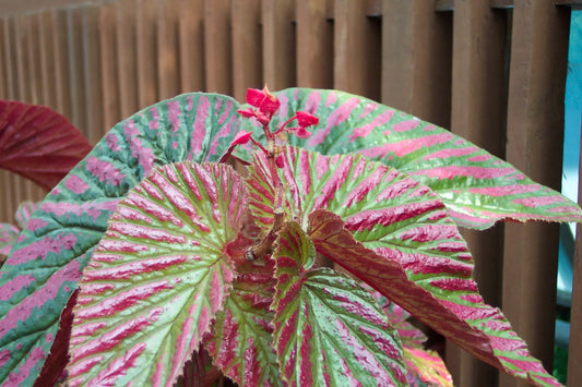 Begonia brevirimosa ssp Exotica