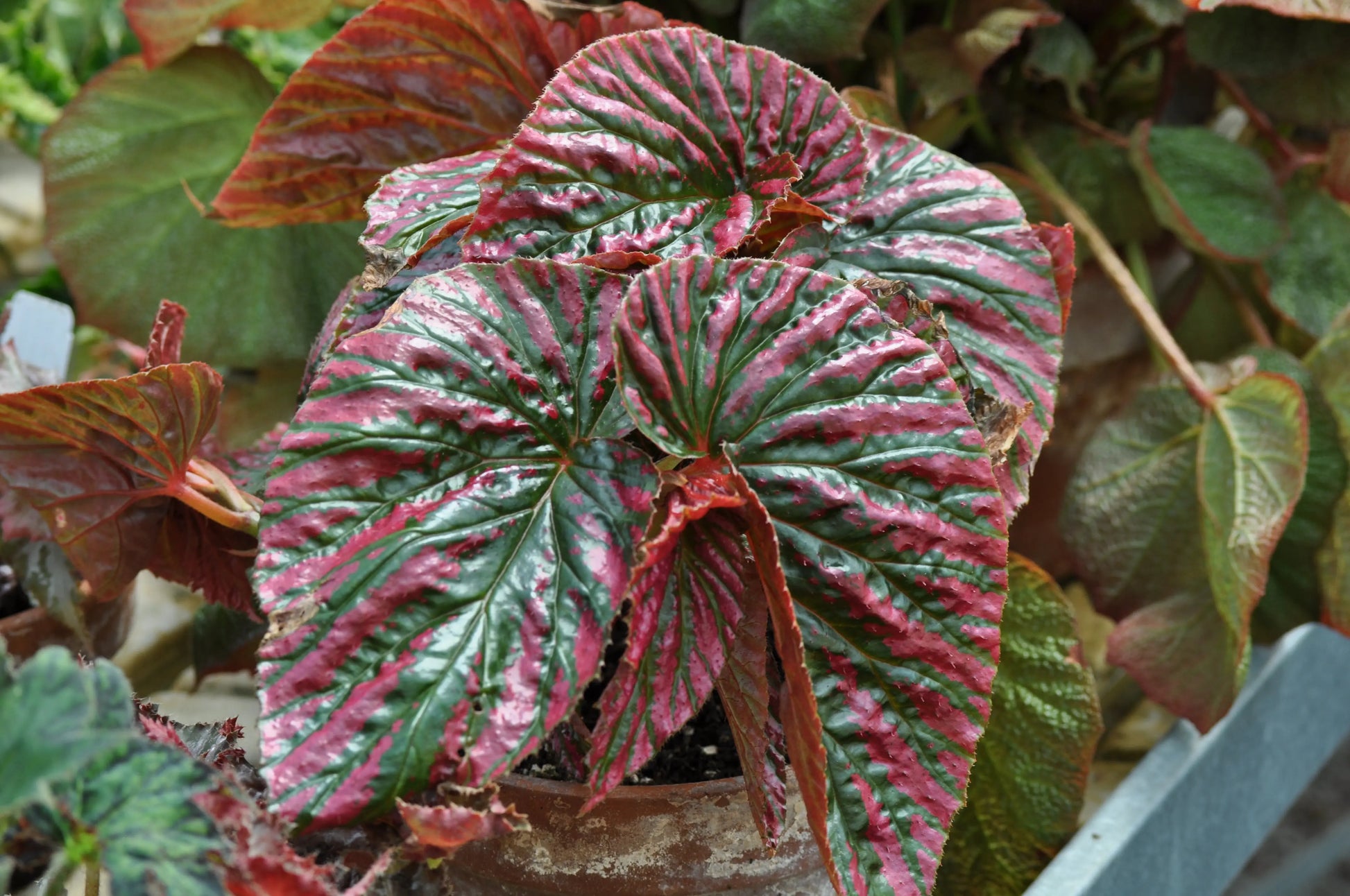 Begonia brevirimosa ssp Exotica - Mason House Garden