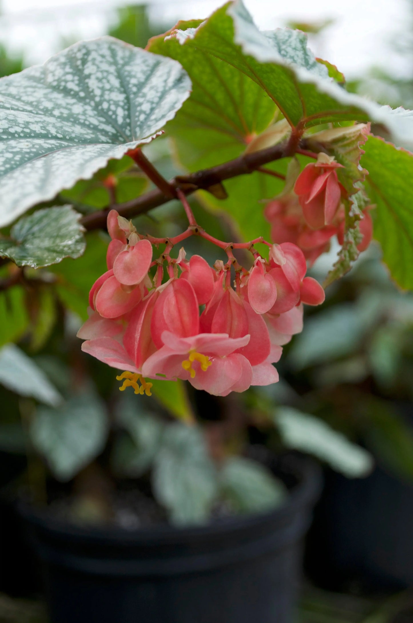 Begonia Frosty - Mason House Garden