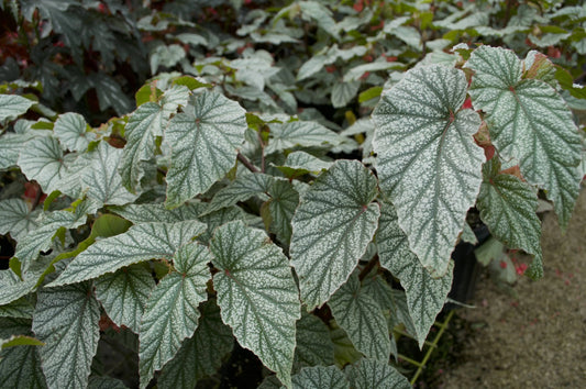 Begonia Frosty - Mason House Garden