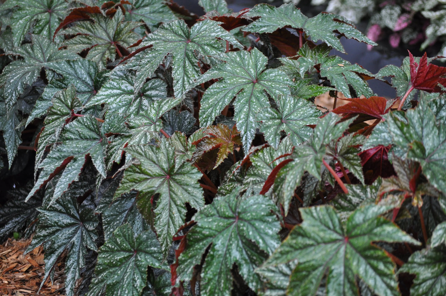 Begonia Gryphon - Mason House Garden