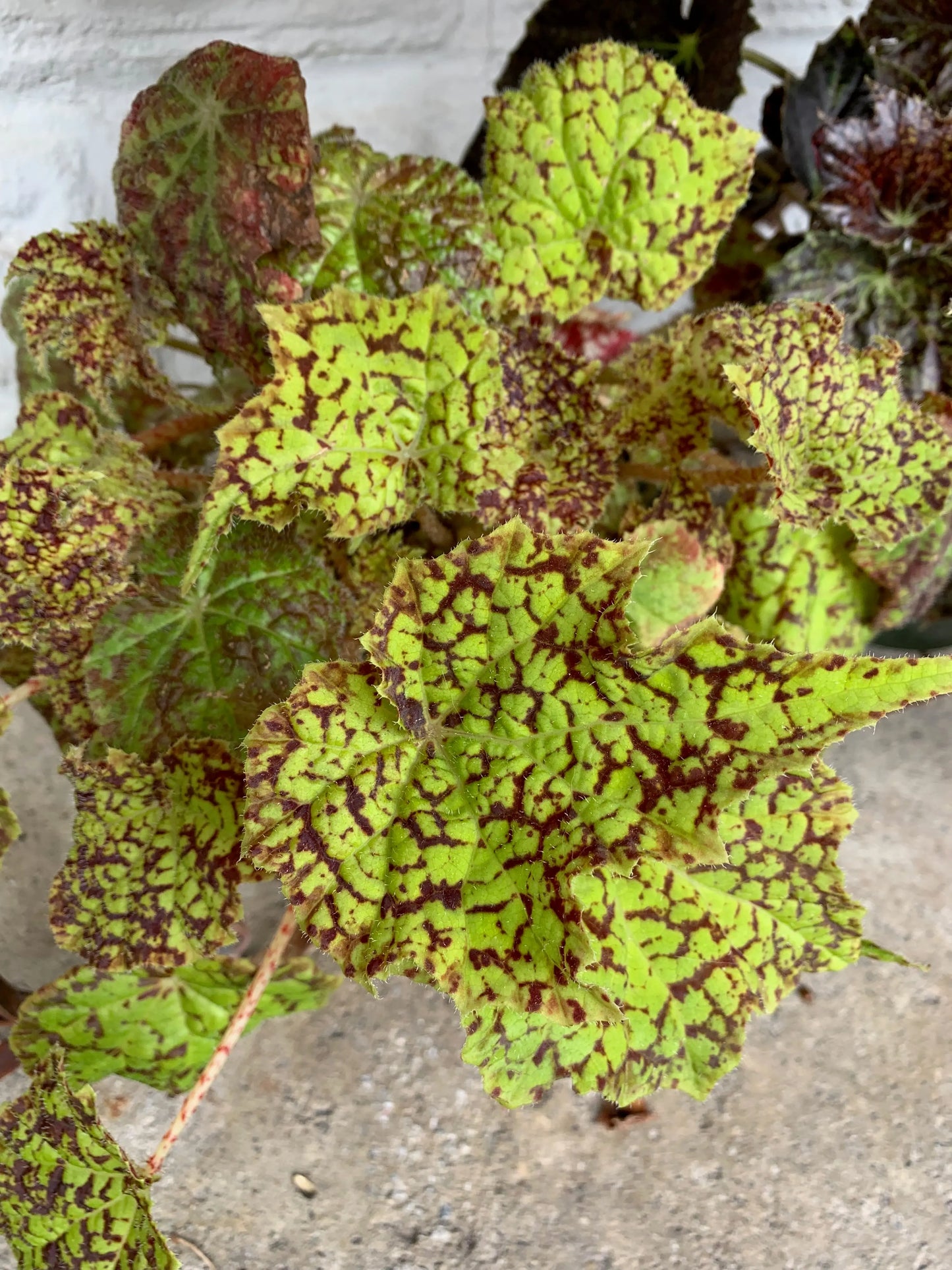 Begonia Marmaduke - Mason House Garden