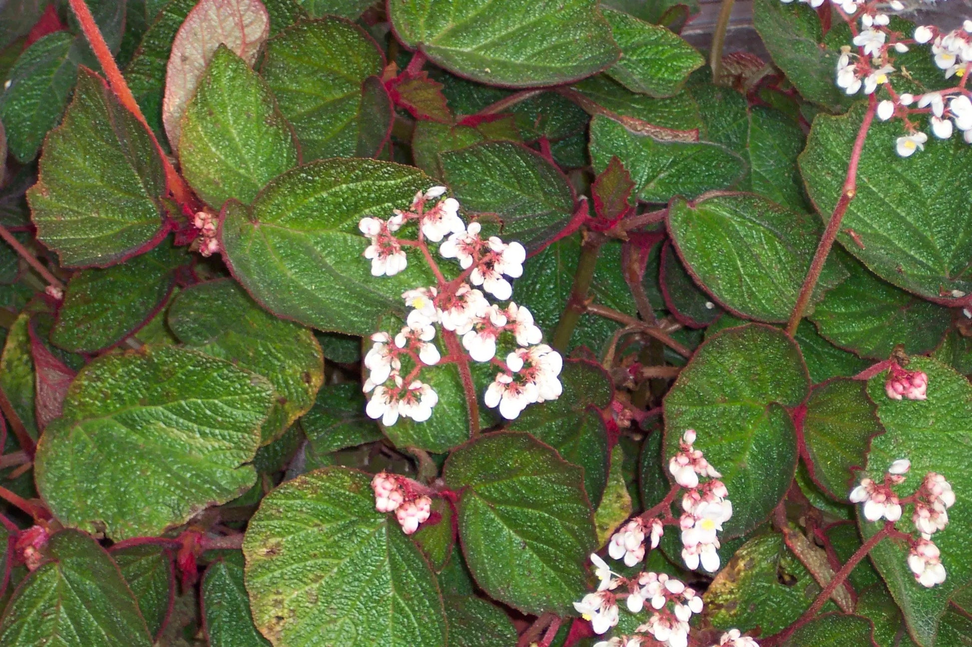 Begonia Morocco - Mason House Garden